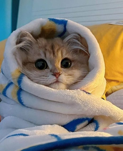 Photo of a tabby kitten wrapped in a blanket
